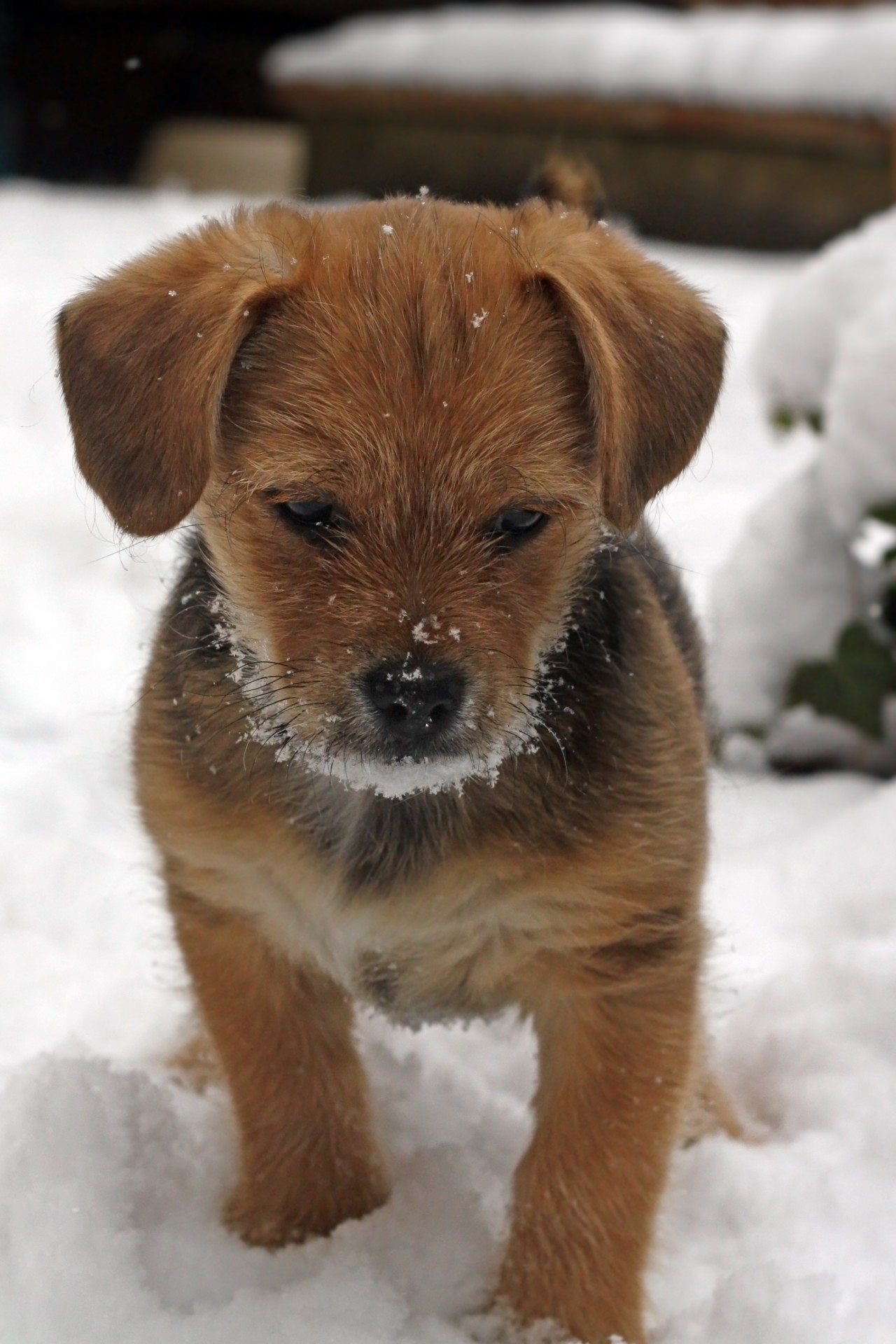 petit chien mignon