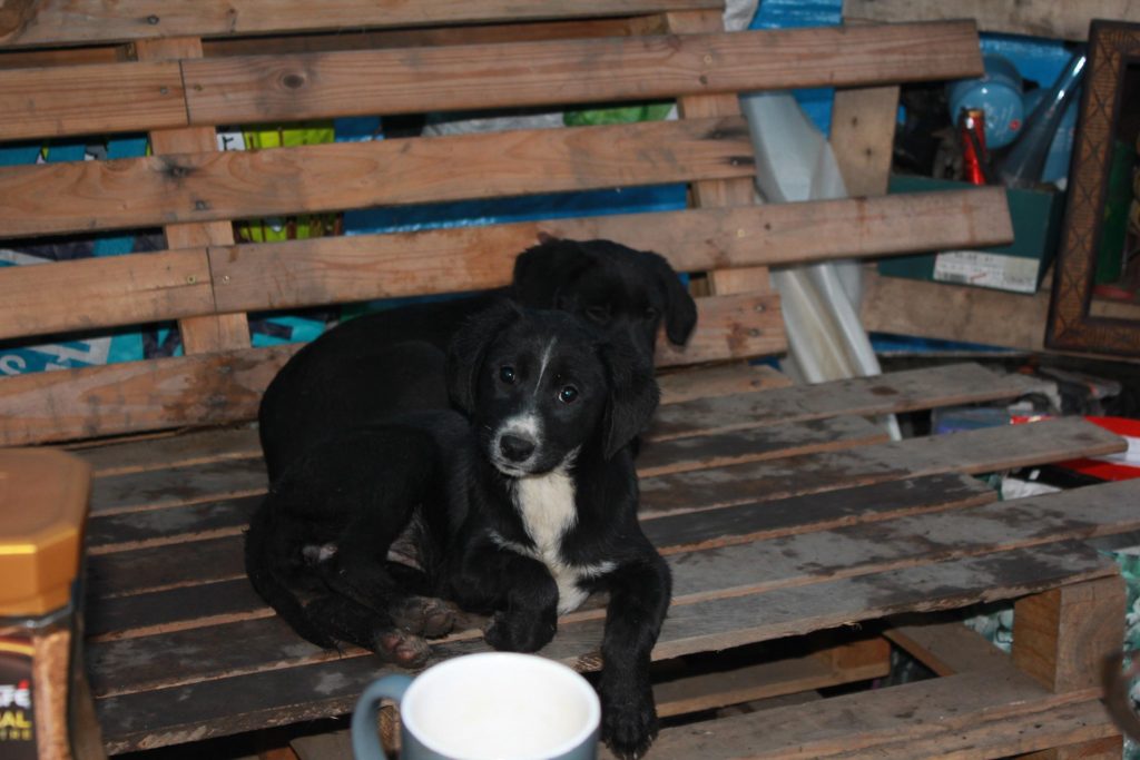 petit chien a donner gratuit le bon coin près de mulhouse