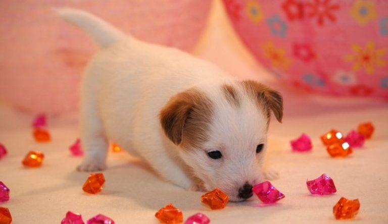 petit chien a donner gratuit le bon coin près de strasbourg